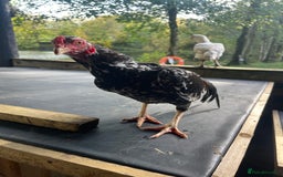 Chickens poultry for sale: Bantam Aseel  - Image 4