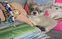 Chihuahua dogs for sale: Beautiful Tiny Chihuahua puppies  - Image 2