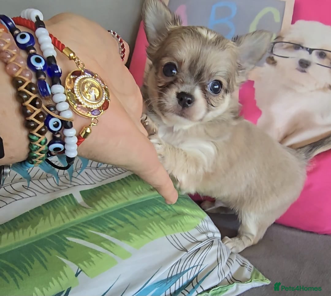 Chihuahua dogs for sale: Beautiful Tiny Chihuahua puppies  - Image 2
