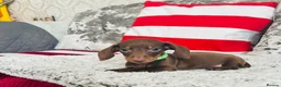 Miniature Dachshund dogs for sale: Beautiful miniature dachshund puppies - Advert 22