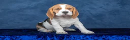 Beagle dogs for sale: CH Sired, Fully Health Tested, KC Reg, Beagle Pups - Advert 19