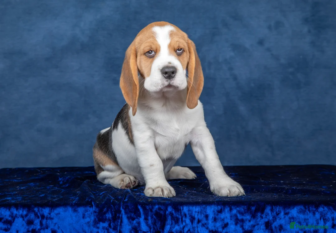 Beagle dogs for sale: CH Sired, Fully Health Tested, KC Reg, Beagle Pups - Advert 19