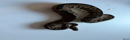 Python Snake reptiles for sale: Ball pythons various reduced  - Advert 22