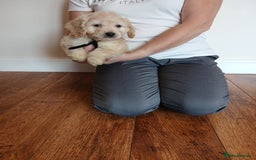 Cockapoo dogs for sale: Cockapoo puppies  - Image 12