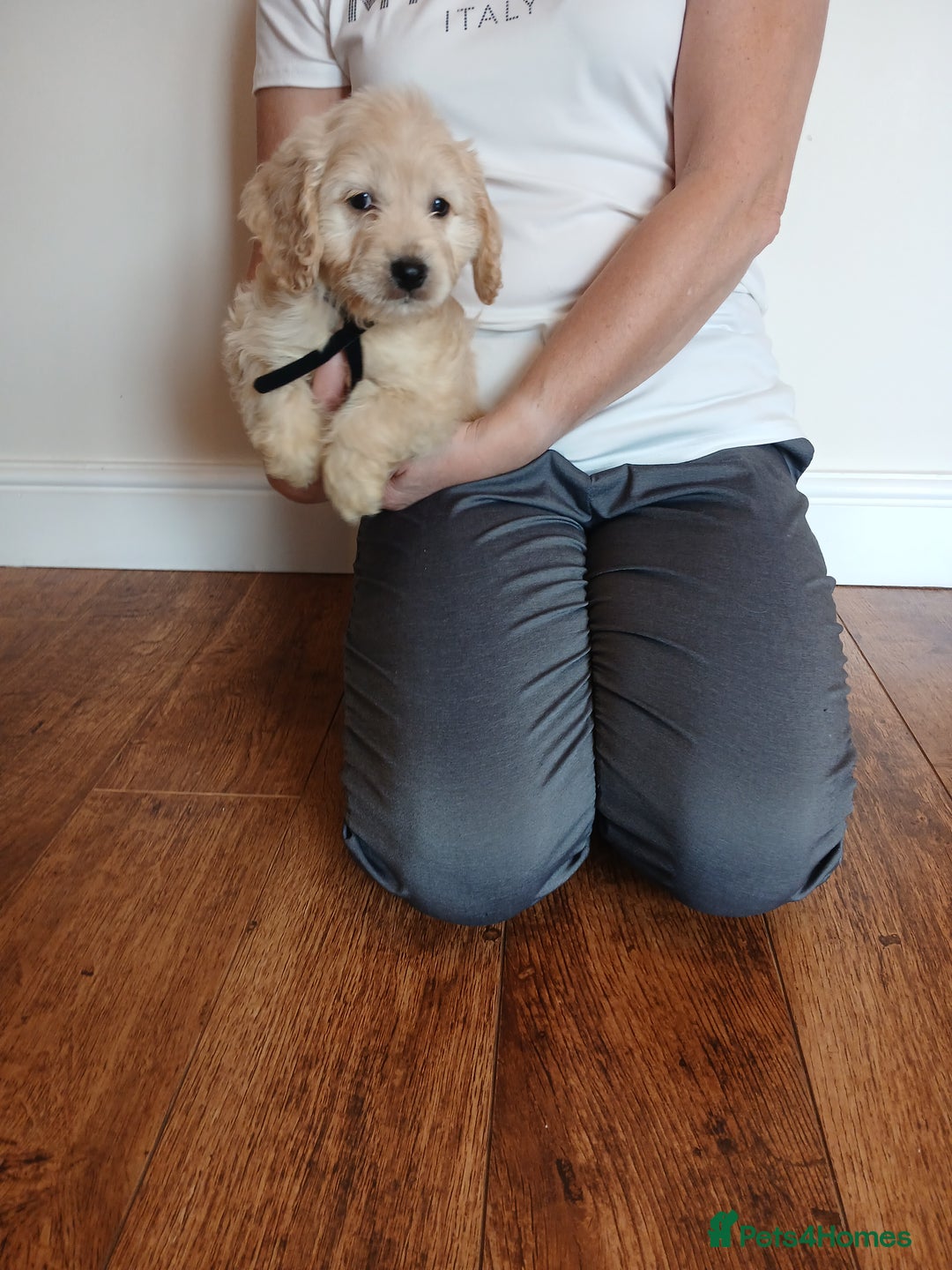 Cockapoo dogs for sale: Cockapoo puppies  - Image 12