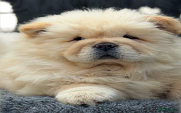 Chow Chow dogs for sale: 🧸🧸Beautiful litter of chow chow puppies🧸🧸 - Image 10