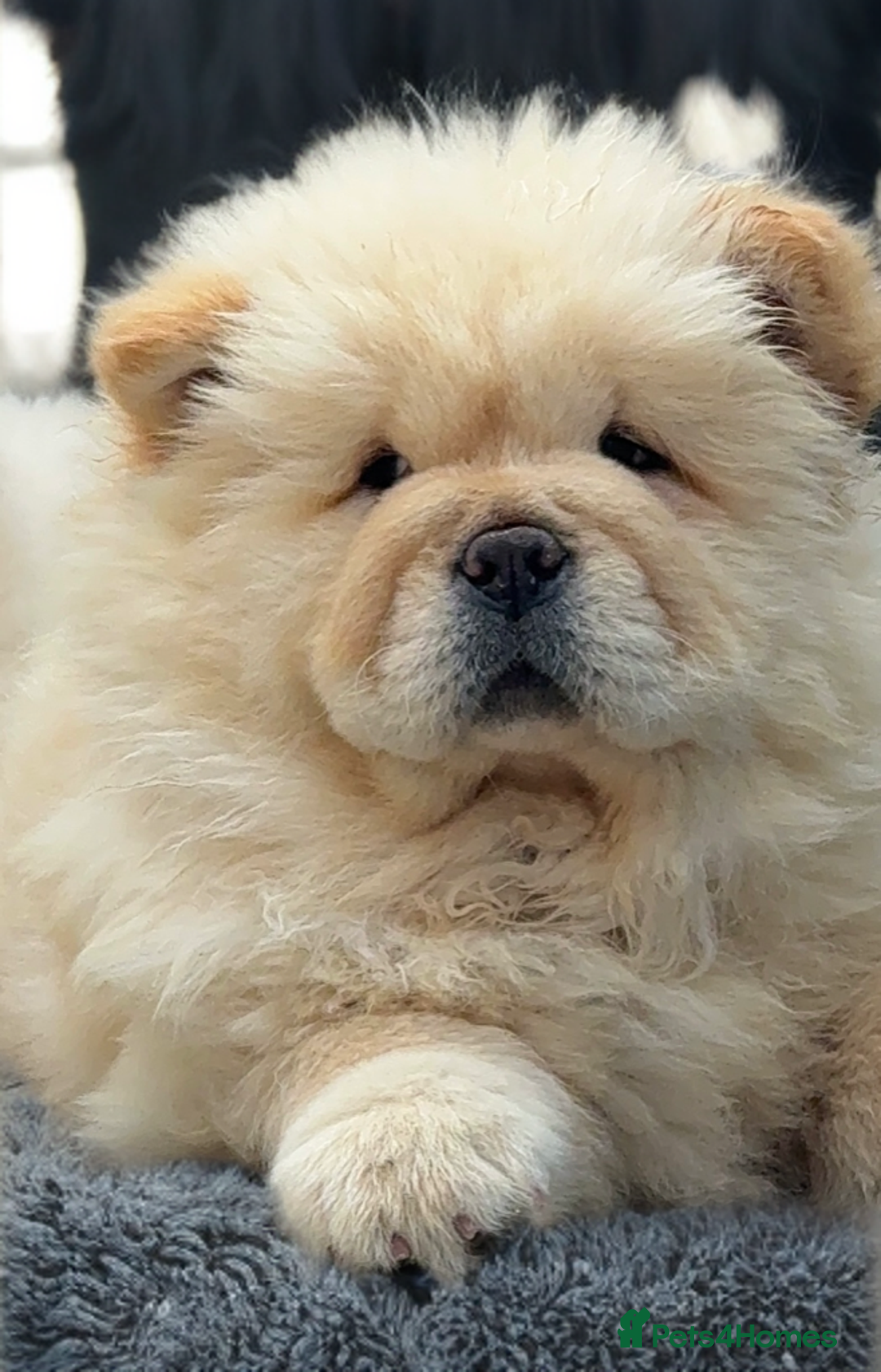 Chow Chow dogs for sale: 🧸🧸Beautiful litter of chow chow puppies🧸🧸 - Image 10