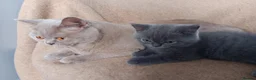 British Shorthair cats for sale: Stunning blue pedigree kittens TICA registered  - Advert 14