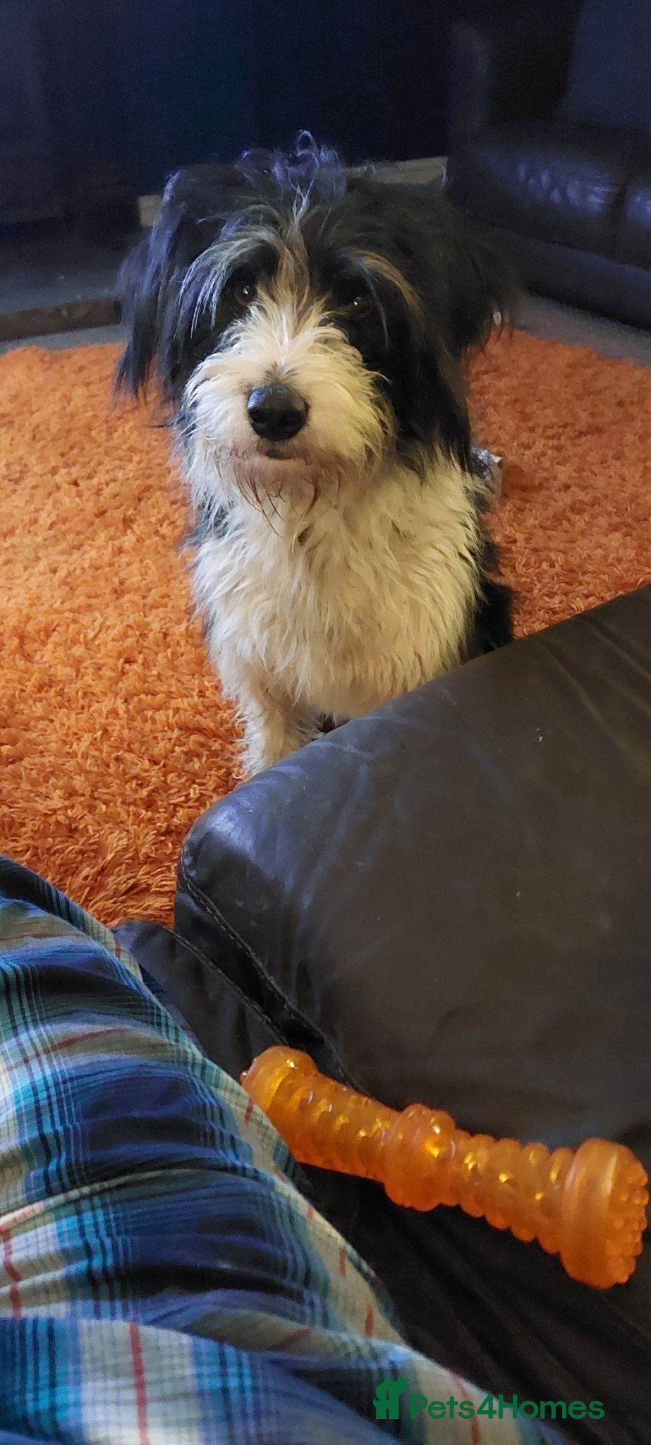 Bearded Collie dogs Working Bearded Collie pups. 2 x boys. - Advert 9