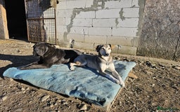 Shar Pei dogs for adoption: LIPA - a Superb, limping Girl, for a Loving Home - Image 11
