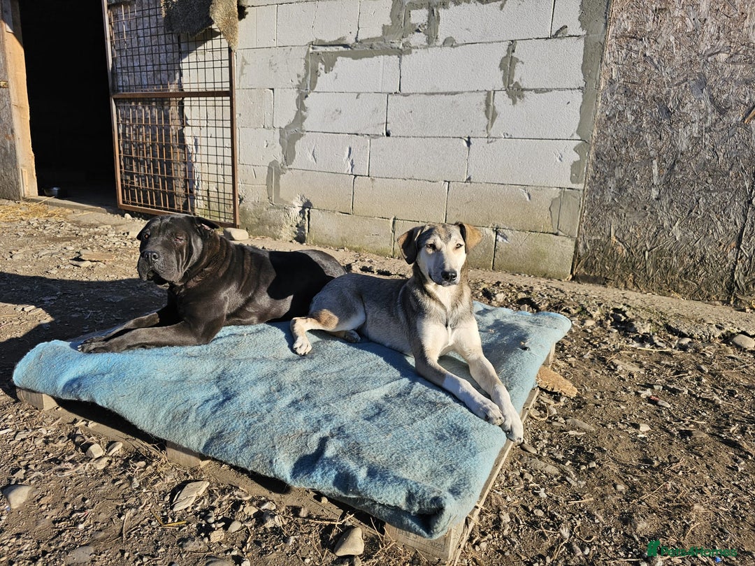 Shar Pei dogs for adoption: LIPA - a Superb, limping Girl, for a Loving Home - Image 11
