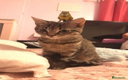 American Shorthair cats for sale: Miss Miffy - Image 3