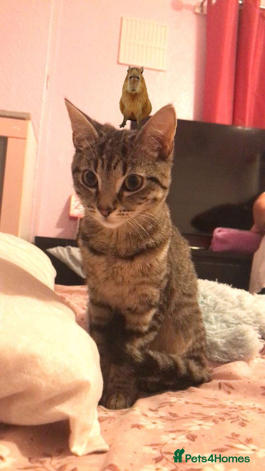 American Shorthair cats for sale: Miss Miffy - Image 3