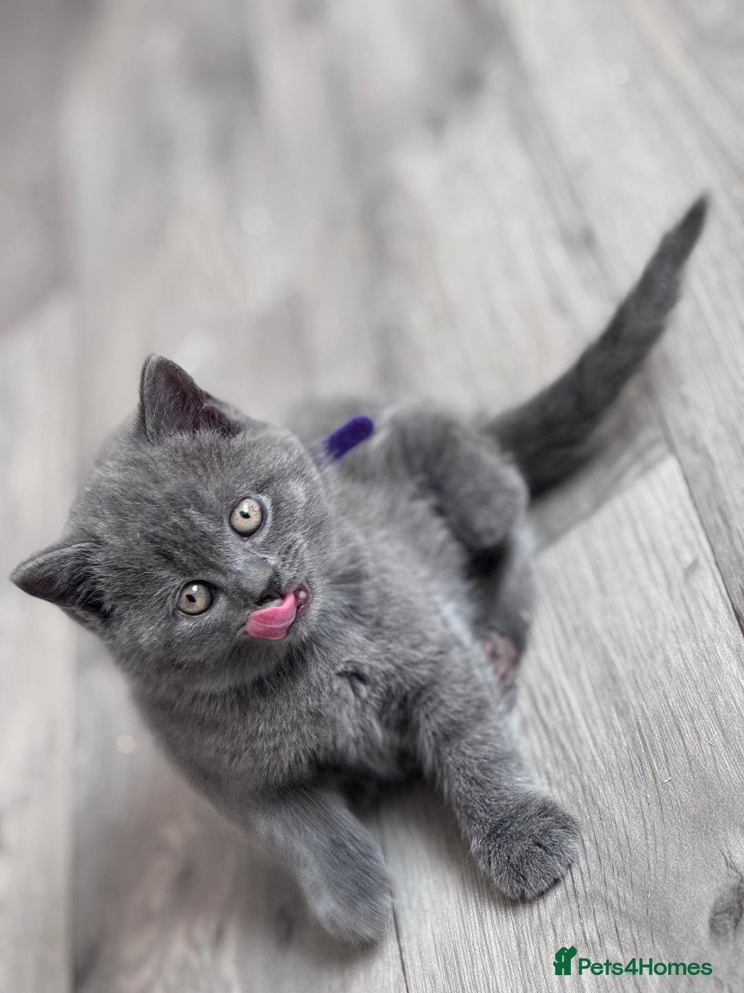 British Shorthair cats for sale: Chunky BSH kittens - Image 2