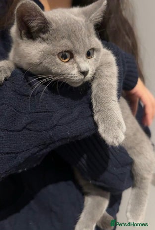 British Shorthair cats - Advert 7