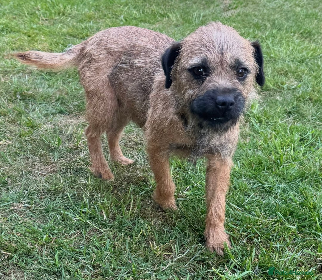 Border Terrier dogs for sale: Border terrier puppies for sale - Image 16