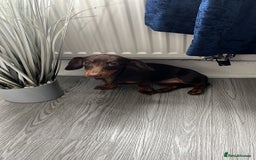 Dachshund dogs for sale: Dachshund - Image 2