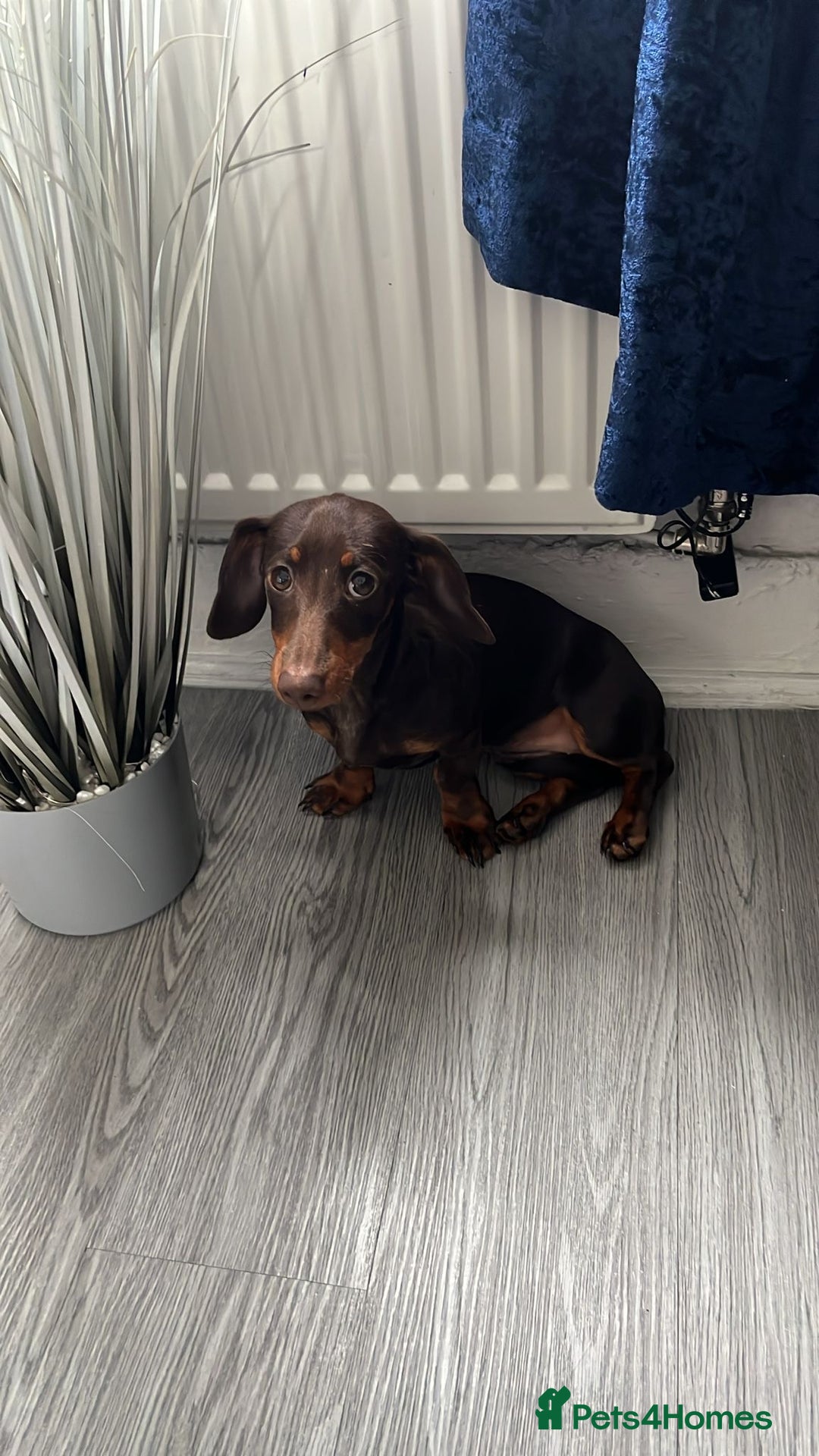 Dachshund dogs for sale: Dachshund - Image 2