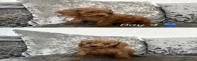Cockapoo 4