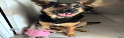 German Shepherd dogs for sale: New home needed for GSD in Farnborough - Advert 3