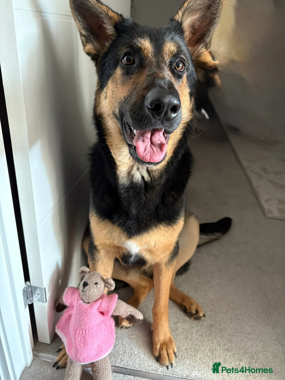 German Shepherd dogs for sale: New home needed for GSD in Farnborough - Advert 3