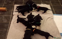 Labrador Retriever dogs for sale: Excellent KC Registered working Black Lab pups  - Image 14