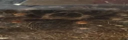 Spiders invertebrates for sale: I have six one year old mixed tarantulas for sale  - Advert 3