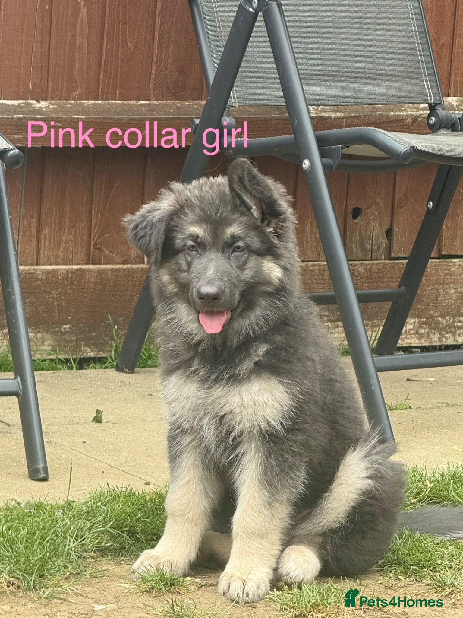 German Shepherd dogs RARE BLUE GERMAN SHEPHERD PUPPIES KC  - Advert 2