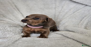 Dachshund dogs - Advert 3