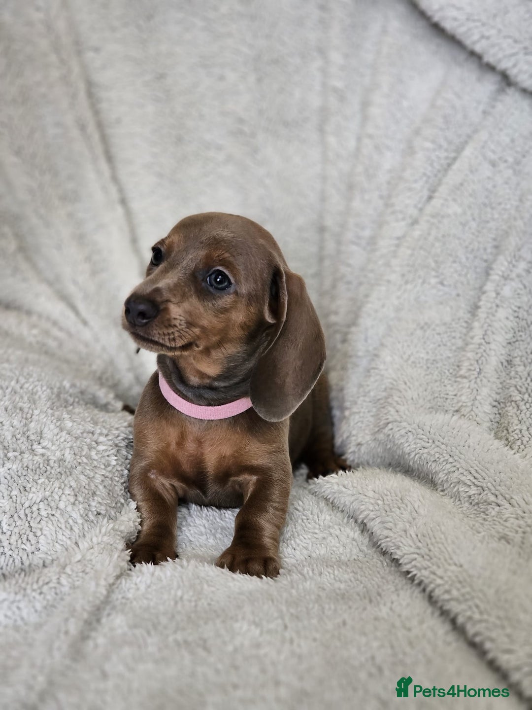 Dachshund dogs for sale: mini dachshund  - Image 3