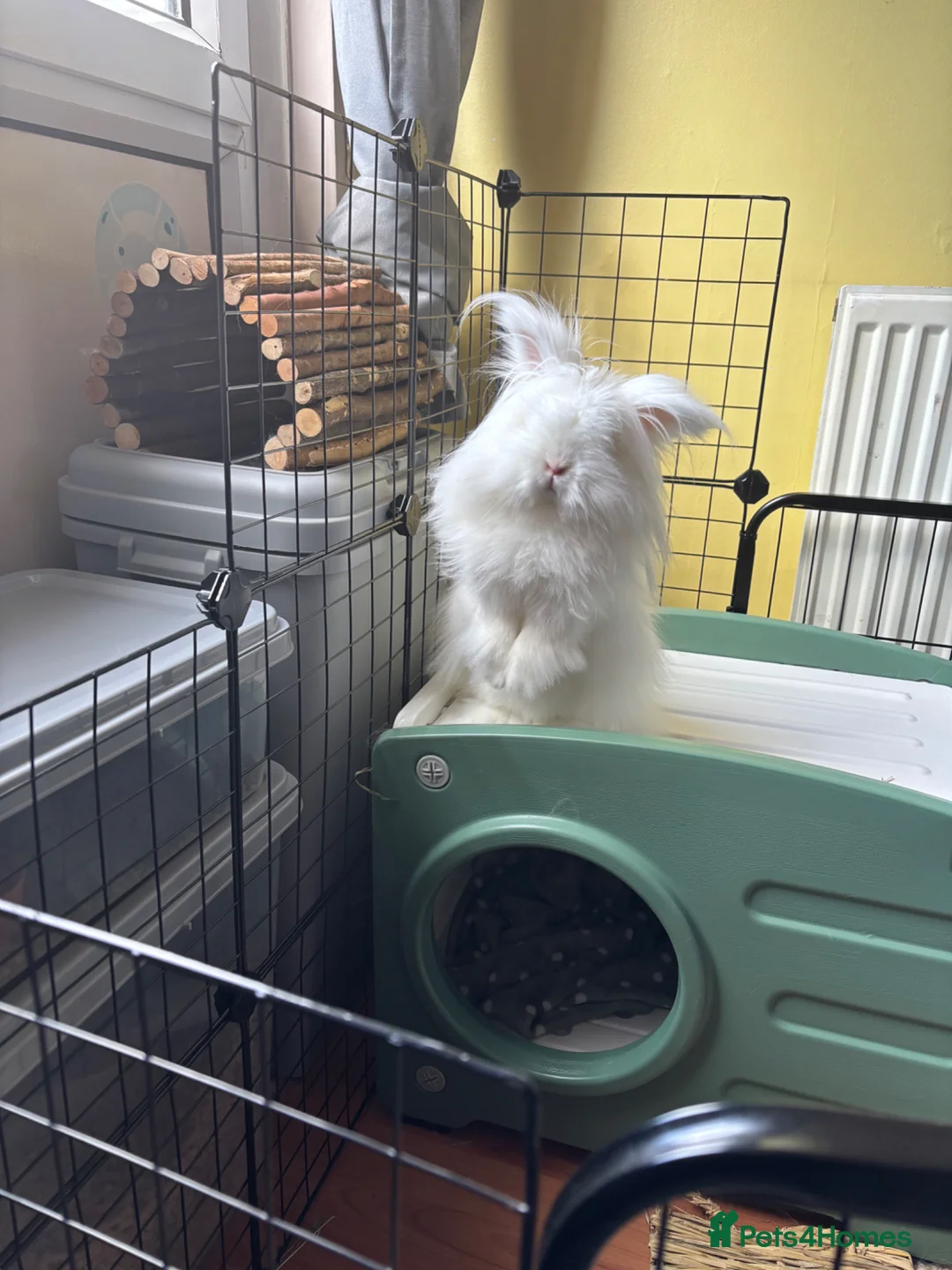 Lionhead rabbits for sale: Marv the gorgeous double maned Lionhead in Kilwinning - Advert 4