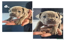 Mixed Breed dogs for sale: French Buldog in Liverpool - Image 21