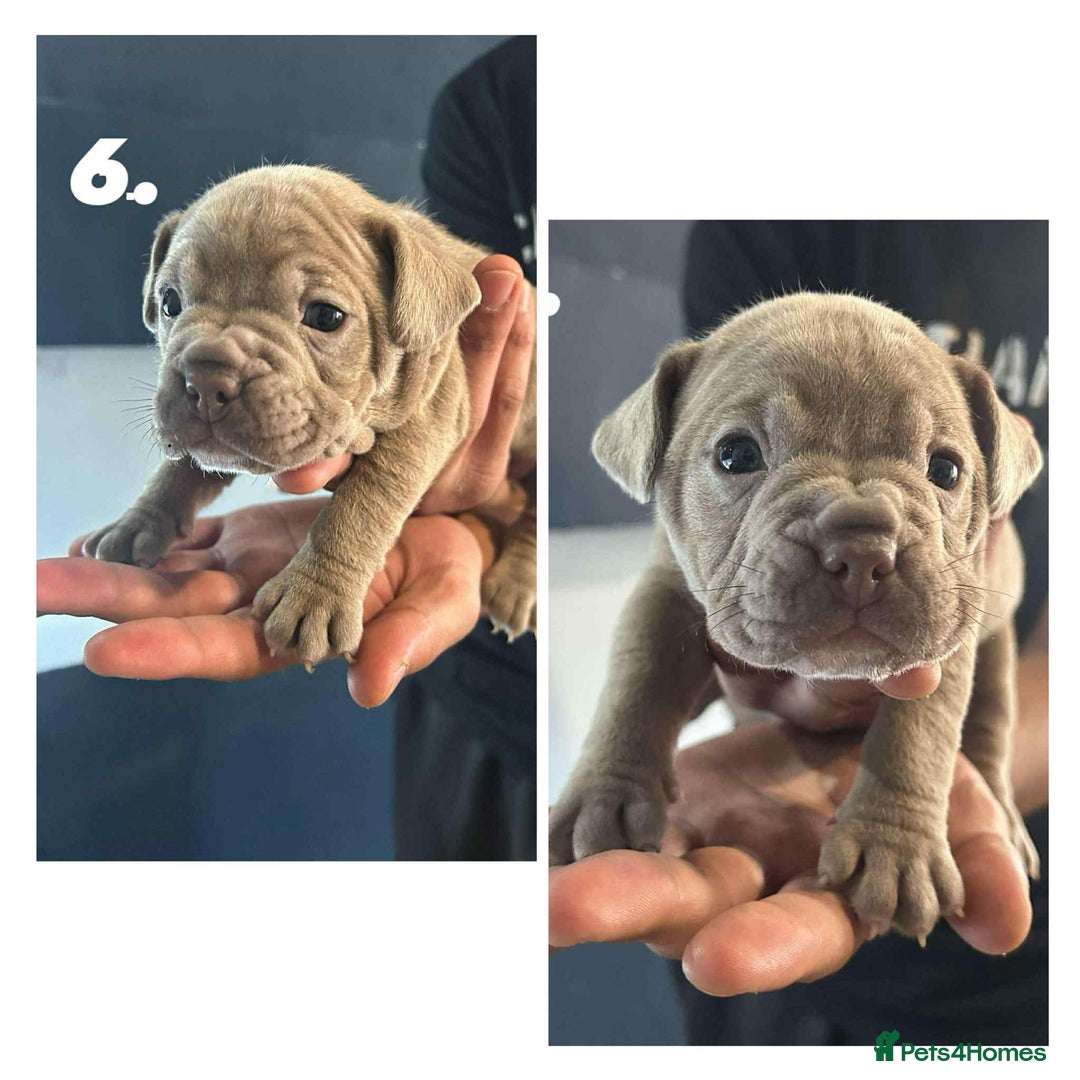 Mixed Breed dogs for sale: French Buldog in Liverpool - Image 21