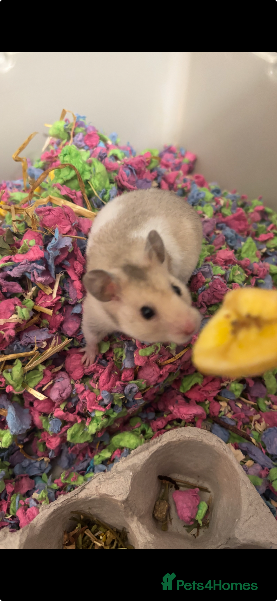 Hamster rodents Very pretty hamsters - Advert 18