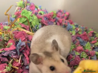 Hamster rodents Very pretty hamsters - Advert 18