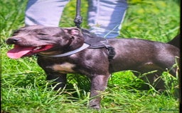 Staffordshire Bull Terrier dogs for sale: LAST BOY, REDUCED!! Blue staffy kc registered pups in Glossop - Image 1