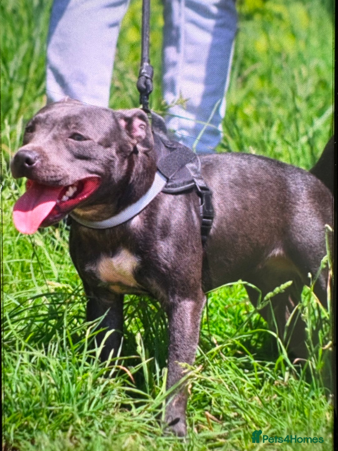 Staffordshire Bull Terrier dogs for sale: LAST BOY, REDUCED!! Blue staffy kc registered pups in Glossop - Image 1