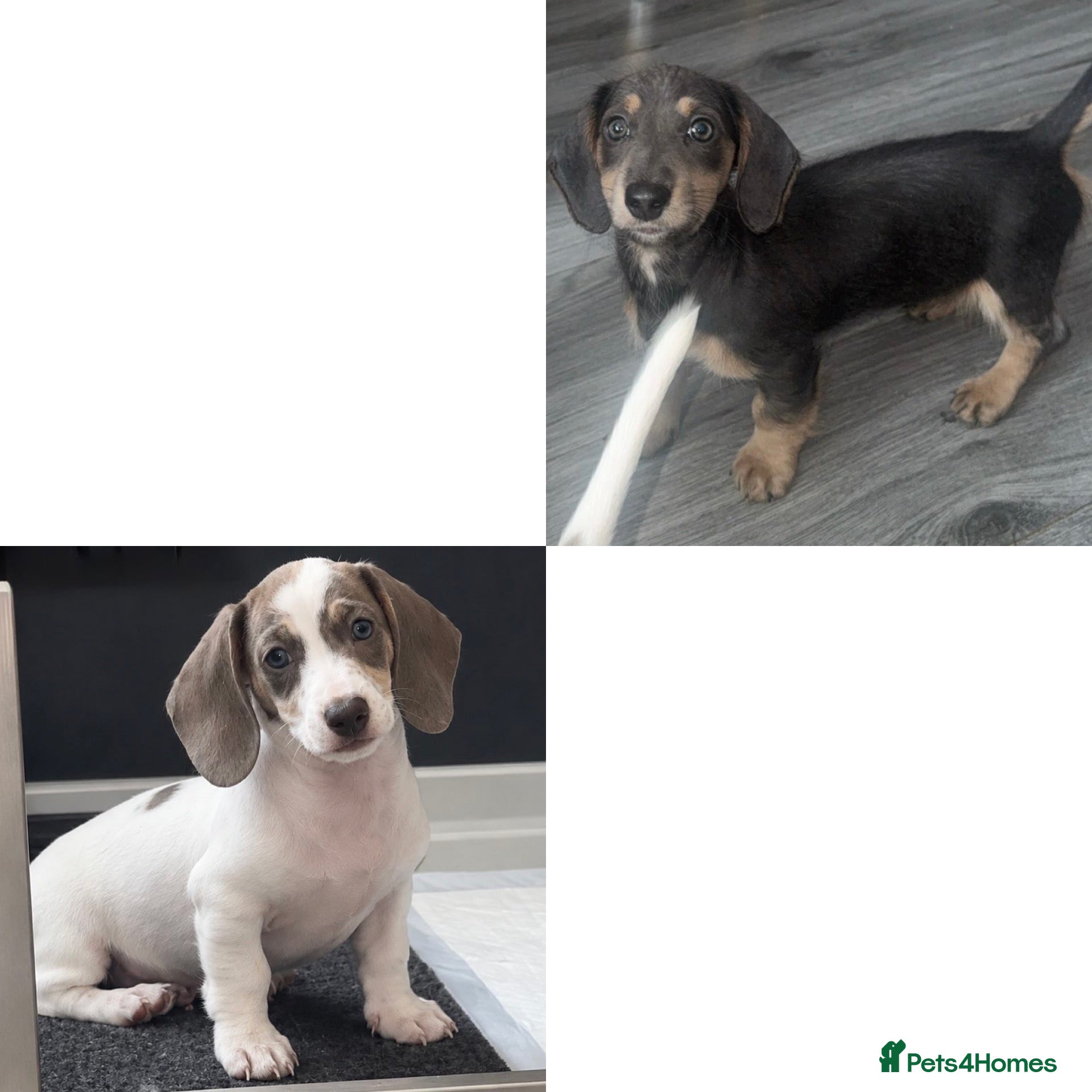 Miniature Dachshund dogs miniature dachshunds ready to leave! - Advert 6