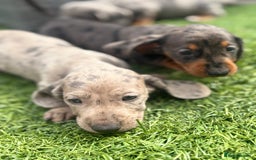 Miniature Dachshund dogs for sale: Beautiful babies - Image 26