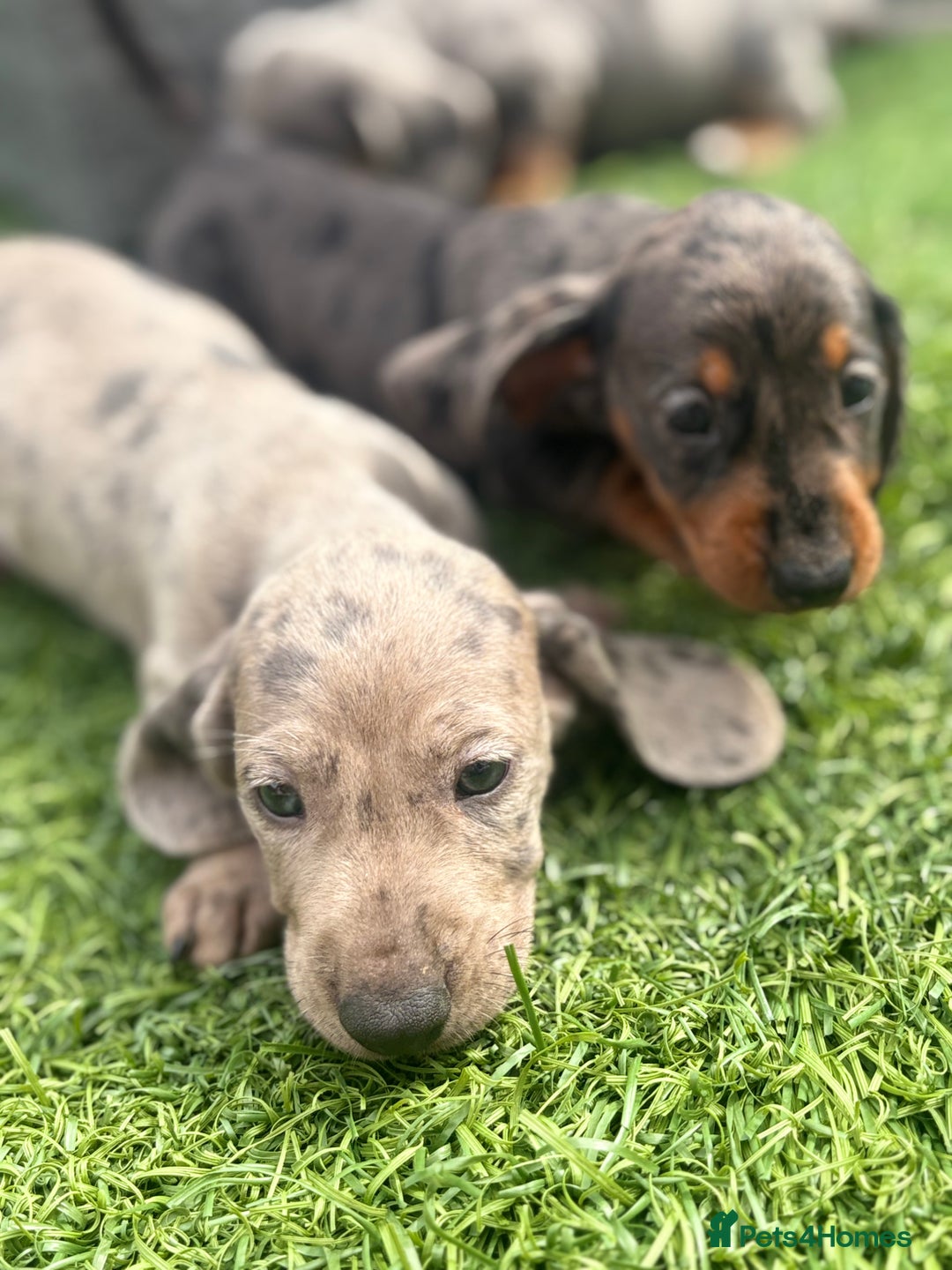 Miniature Dachshund dogs for sale: Beautiful babies - Image 26