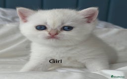 British Shorthair cats for sale: Stunning munchkin fur babies 😻🌼🌸🌺 - Image 9
