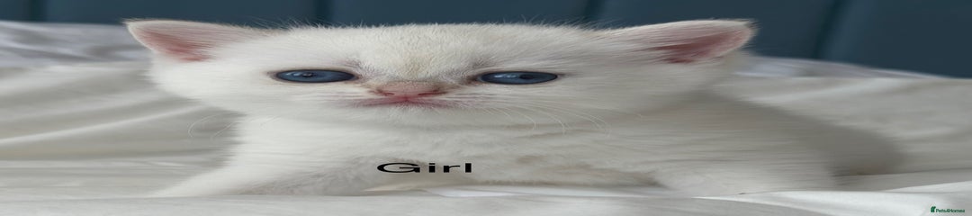 British Shorthair Kitten 3
