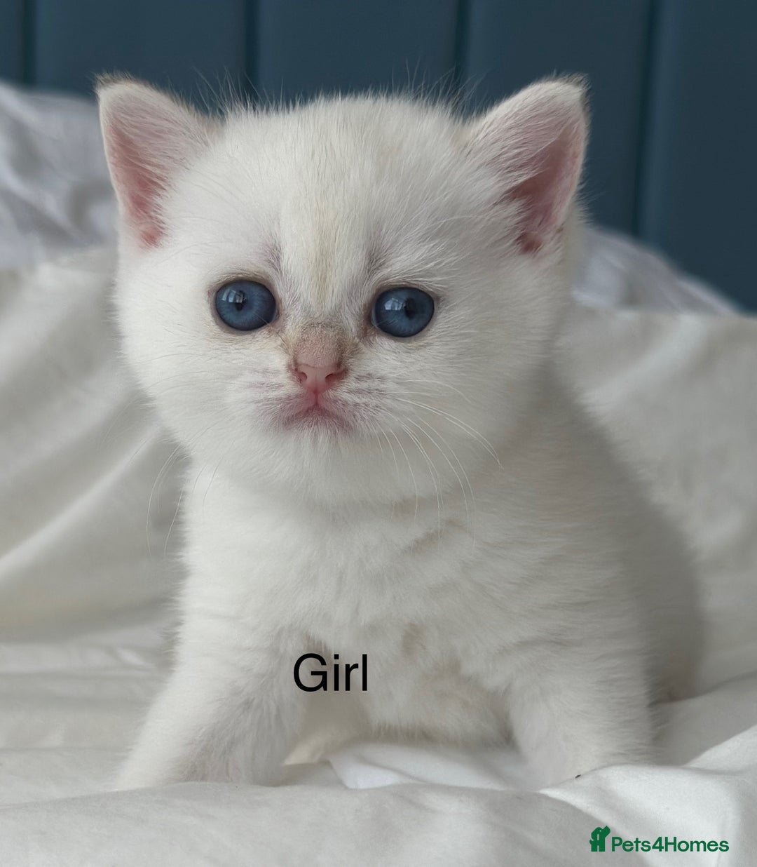 British Shorthair cats for sale: Stunning munchkin fur babies 😻🌼🌸🌺 - Image 9