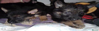 German Shepherd Puppy 1