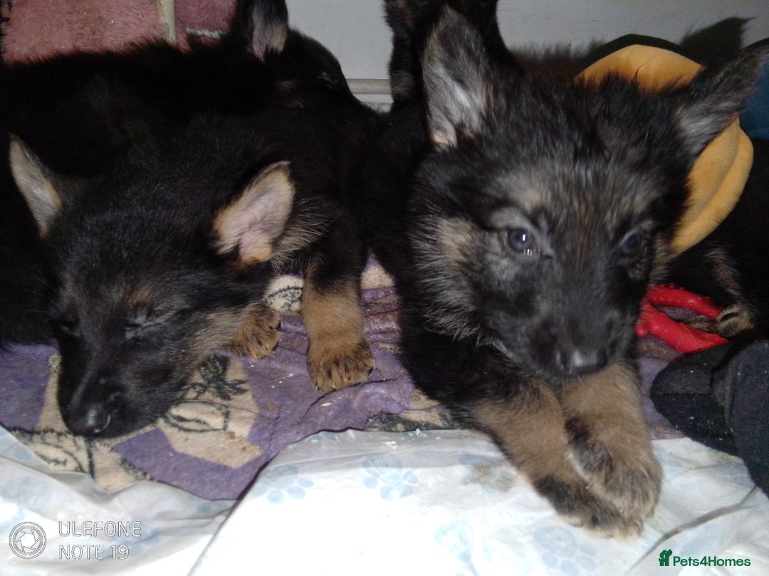 German Shepherd dogs for sale: Last female puppy - Advert 2