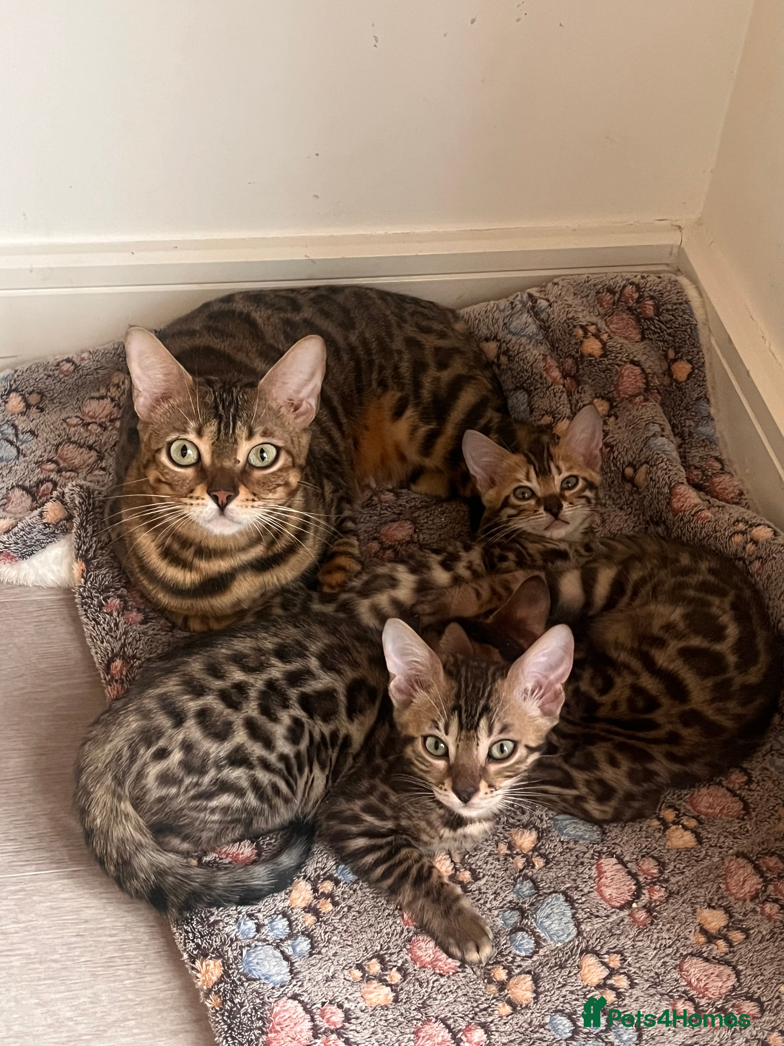 Bengal cats Stunning full pedigree registered bengal kittens  - Advert 4