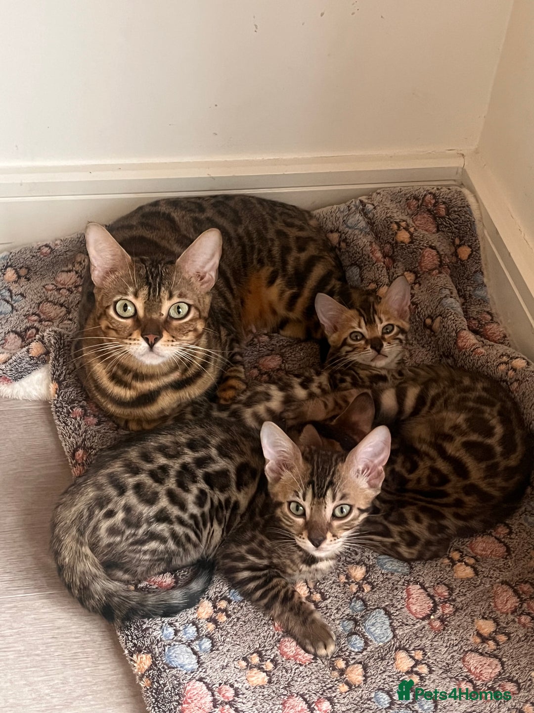 Bengal cats for sale: Stunning full pedigree registered bengal kittens  - Advert 1