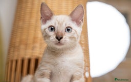 Bengal cats for sale: Frankie-Stunning Snow Bengal-TICA-Available now! - Image 12