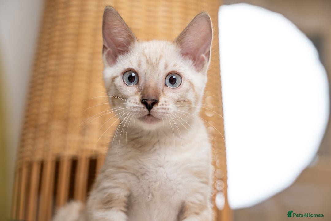 Bengal cats for sale: Frankie-Stunning Snow Bengal-TICA-Available now! - Image 12