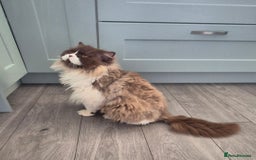 British Longhair cats for sale: Stunning GCCF Reg Male (Russian Imported parents)  - Image 8